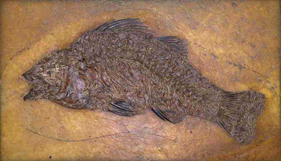 ��ַ�з��ֵ����໯ʯ��һ���ⶼ��Ӳ������