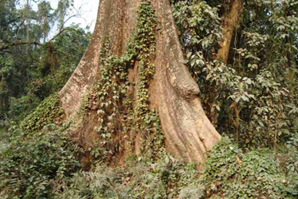 ����˹Ұ����ֲ�ﱣ������Ҫ������ֲ��