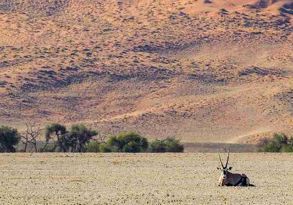 ��ɳĮ���˿�ɳ����ɳ�⣬�������ʹ���Ȼ���澰