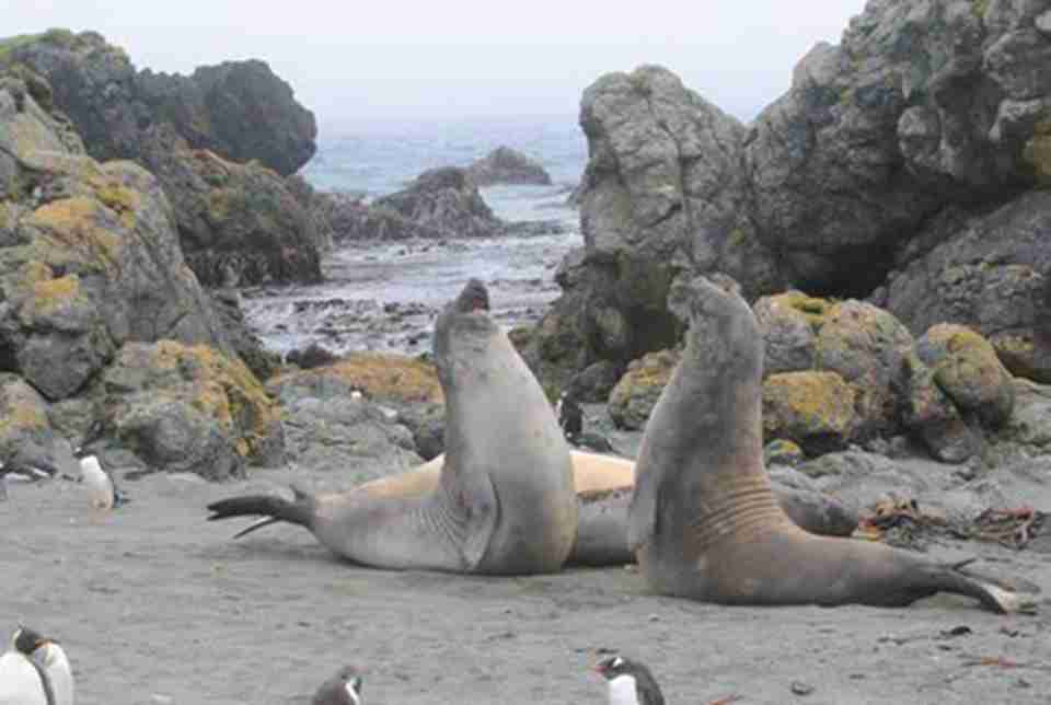 ���������Ŵ�Լ10��ͷ�����ද���300��400��ֻ����