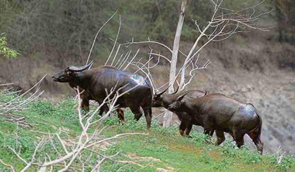 �����зḻ��ʵĲ��鶯��