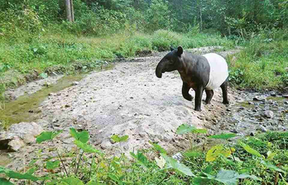 �������ڵĶ���Ʒ�֡�����֮����̩�����е�