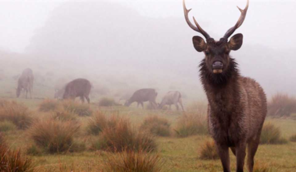 ˹����������ߵ�������ʮ�ַḻ�Ķ�ֲ����Դ