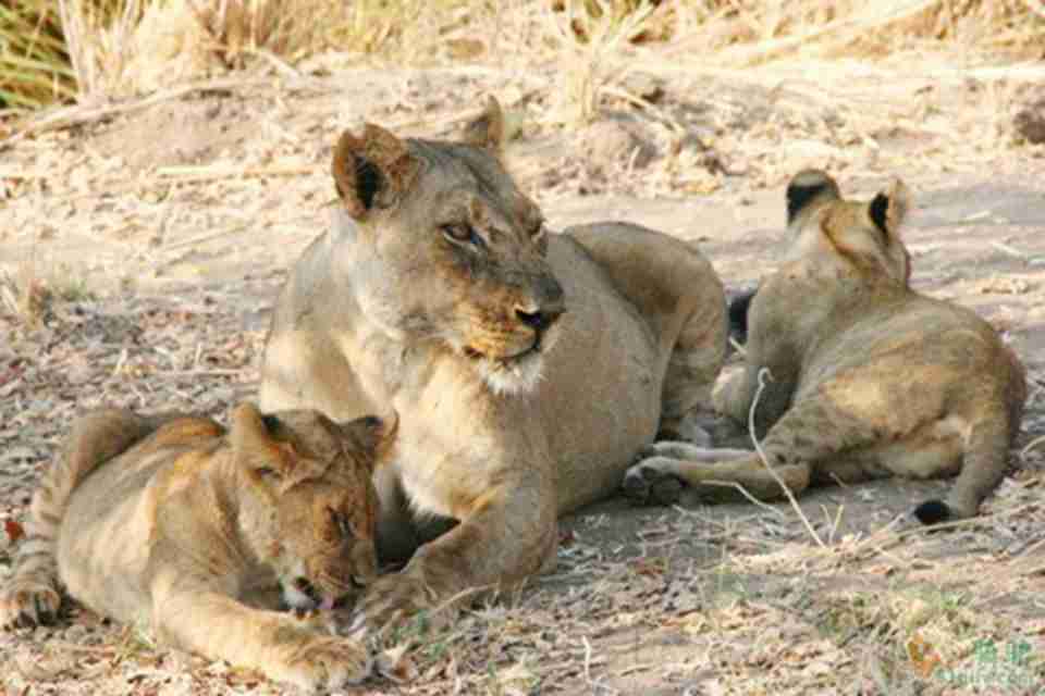 Ұ���������ʨ�ӡ��Ա���������