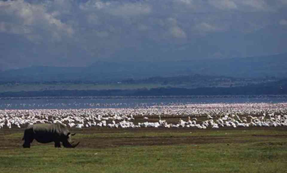 �����ڻ������Ŵ����Ĵ��Ͳ��鶯����Ϭţ