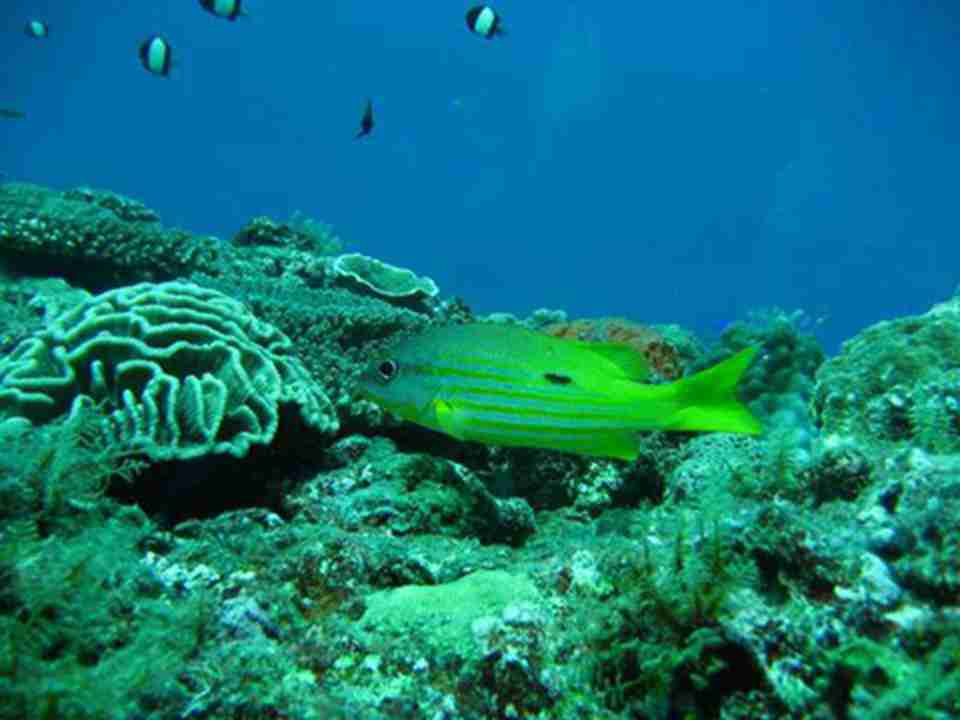 �����ް���Ⱥ�����������Ļ�ɺ����Ⱥ֮һ