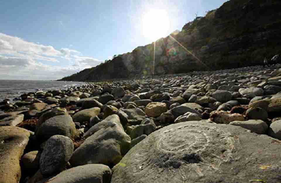 �õ�������Ҫ�Ļ�ʯ�ɼ�����