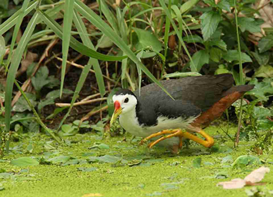 ���ﹲ��54����ϡ�ĺ���