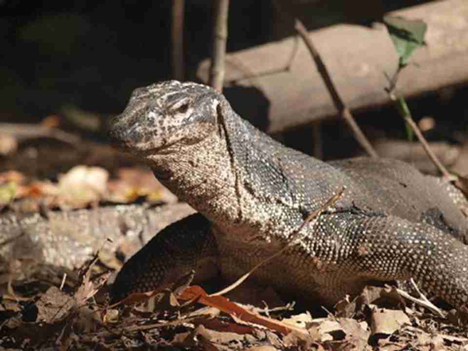 ��԰������Դʮ�ַḻ