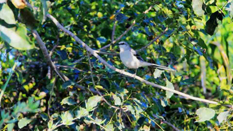 ʥ�������ﱣ����Ŀǰ�ѱ���¼�Ĵ�Լ��339������