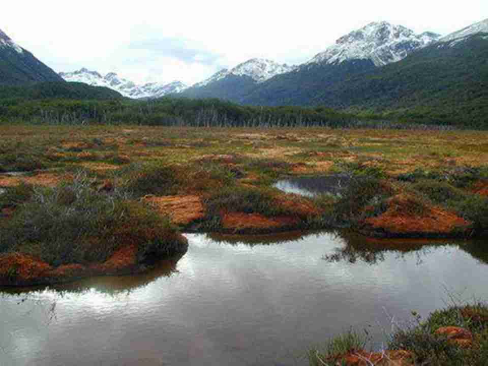 ���ſ���һ��Ƭ������û���ܵ����ŵ����ǲ�ԭ��Ⱥ������