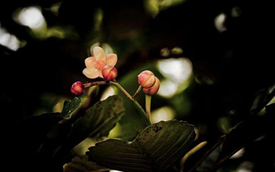 �������ڰٷ�֮��ʮ���ϵ�ֲ�����ط���ֲ��