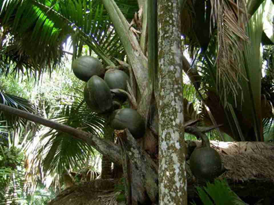 �����ȵ���Ȼ����������������ֲ��