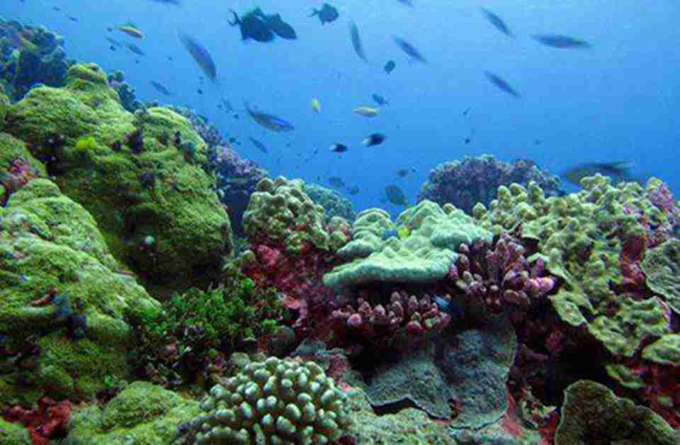 �����˹Ⱥ��������ӵ��ʮ�ַḻ�ĺ�����Ⱥ