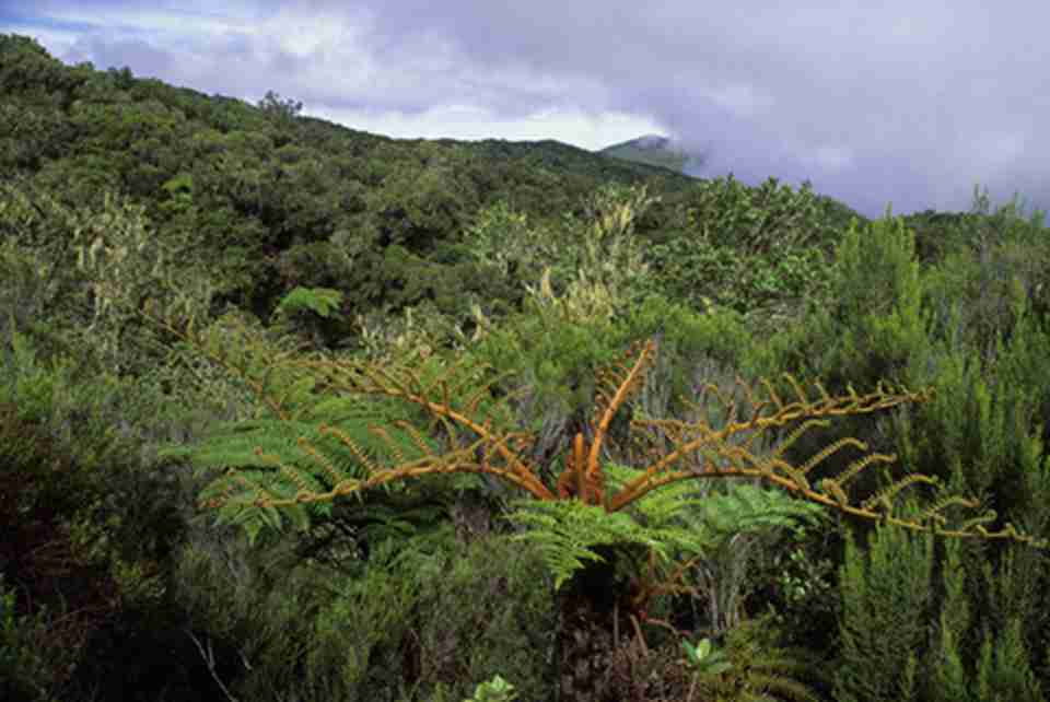 ����ֲ��ïʢ��ˮԴ�ḻ���羰����