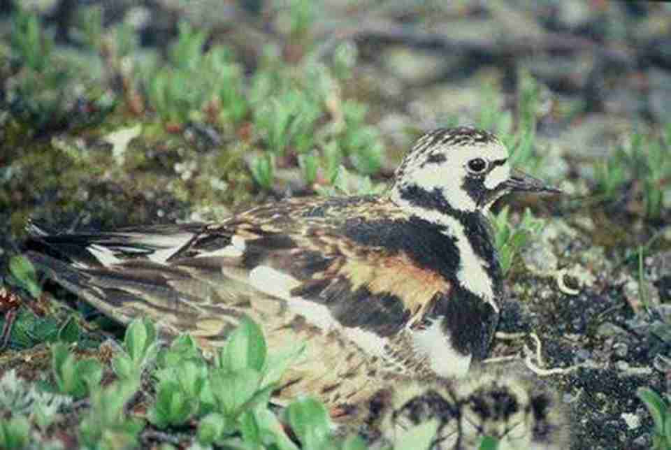 Ƥͨɽ�Ƕ����������Ϣ��