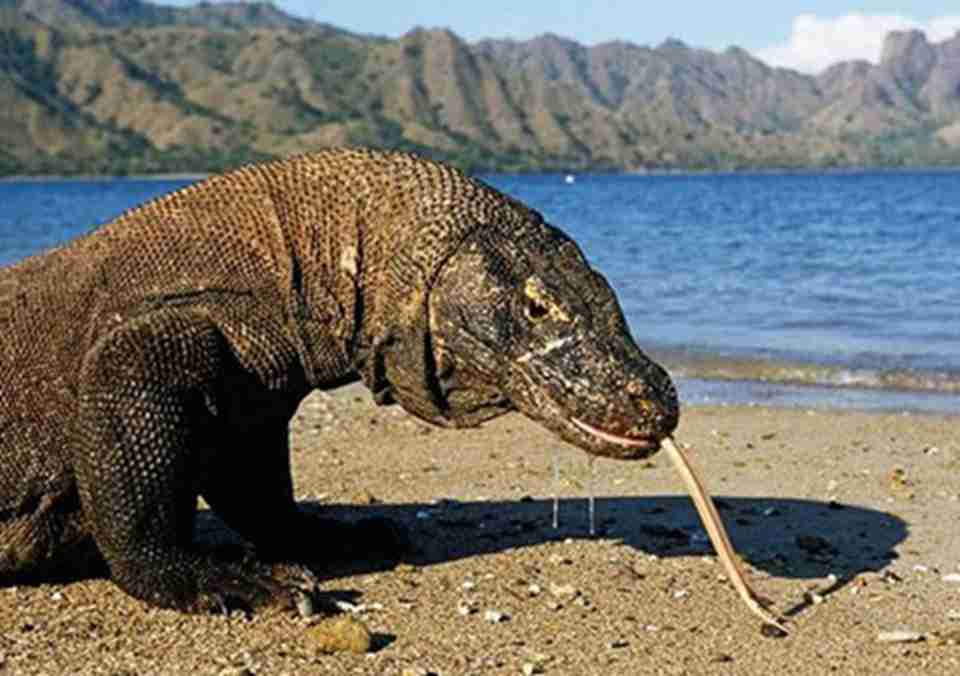 ��Ī����ҹ�԰������֮һ��Ī�����棬Ҳ�ƿ�Ī����