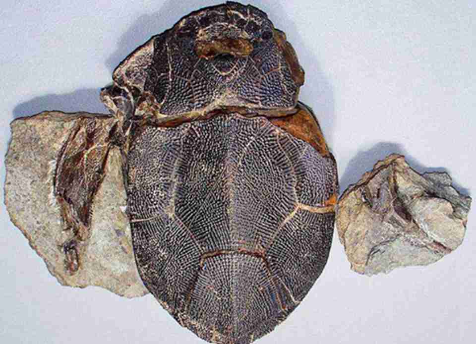 �׹�ɯ��԰Ϊ����ѧ�뻯ʯѧ���о��ṩ��һ���м�ֵ����ַ