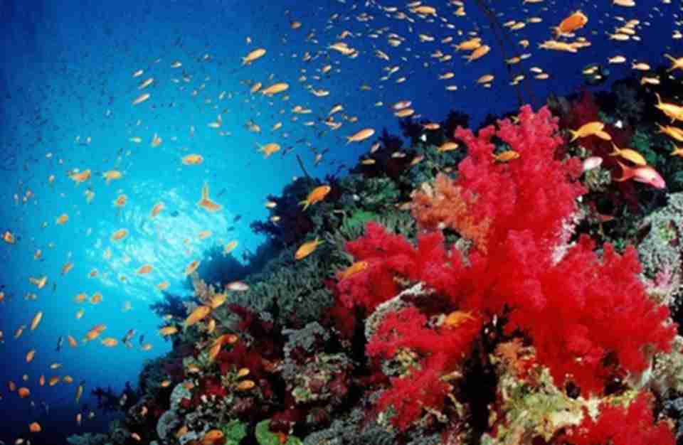 �����ɺ����ɫ�ʰ�쵣���������ͷ�