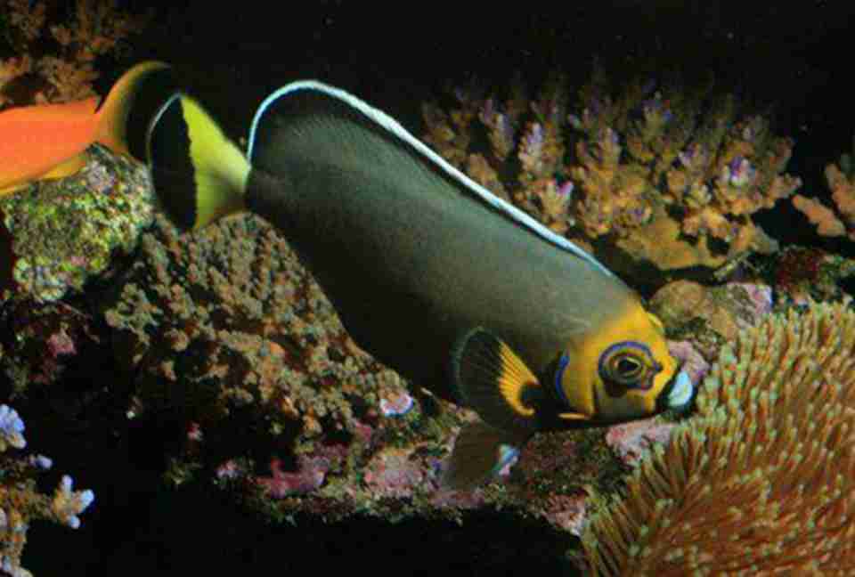 к���������Σ���ࡢ����ͺ����鶯�����Ϣ��