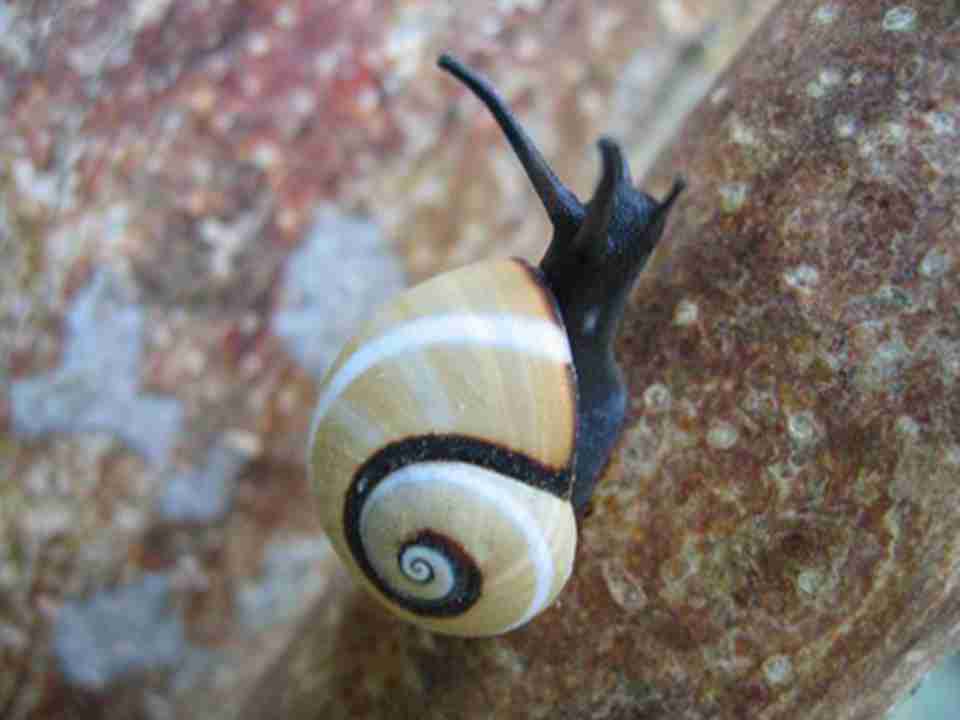 ������޵º������¹��ҹ�԰�������ּ�Ϊ�ḻ