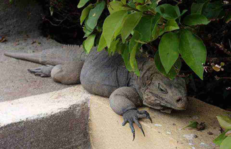 ��ɣ�Ͷ��ƹ��ҹ�԰��44�����ж����7�����ܶ���