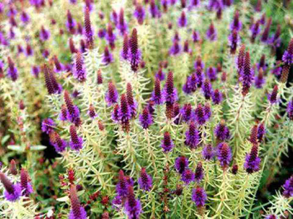 ����ֹɽ�������繫�ϵİ˴�����������������ȵ㡱֮һ