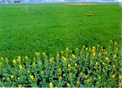 �ɶ�ƽԭũҵ�����й���