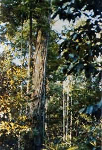 ������������ȴ����֣�������