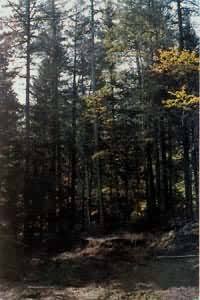 ����ɽ���´���Ҷ�֣�����Լ1200��