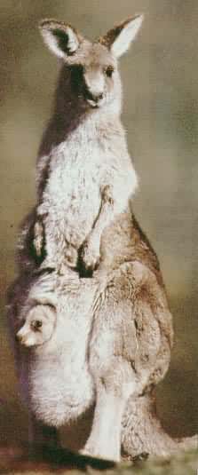 �����޽綯����󣬲��ڰĴ�����