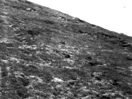 ɽ�ض�ԭֲ��