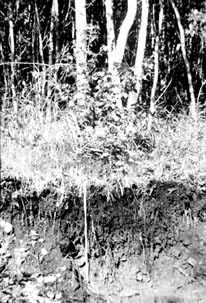 ��ɫɭ���������뾰��ͼ�����ɹź��˴��˰��룩