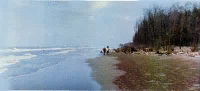 ̨��������ɳ�ʺ������й���