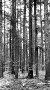 ���´���Ҷ��