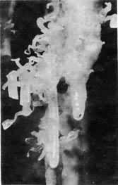 ͼ5������ʯ