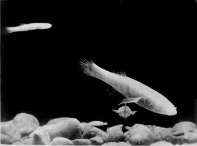 ͼ9����Ѩä��