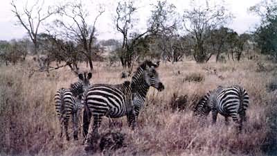 �׿�����Ȼ����԰(̹ɣ����)