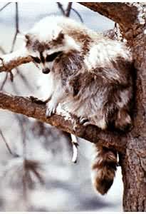 �±��綯����ܣ��ֲ��ڱ���������