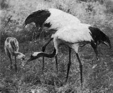 �����ף��ֲ��ڶ��ǣ�