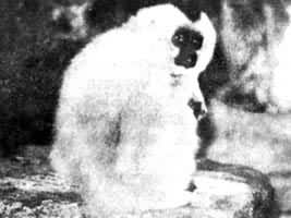 �鳤Ŀ����Գ���ֲ����й����ϵ��������ϲ���Խ�ϡ����εȵ�����