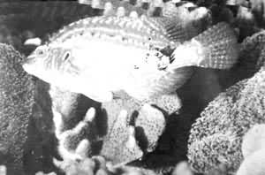 ͼ3��̨���ں�ɺ���ԣ�ˮ��7�ף���������