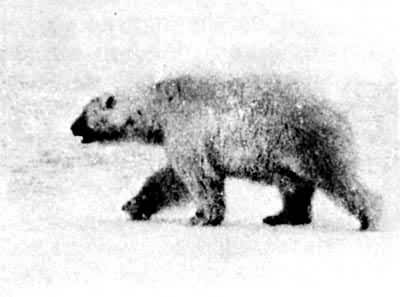 �����ڱ��������ı�����