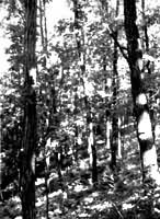 ������Ҷ��