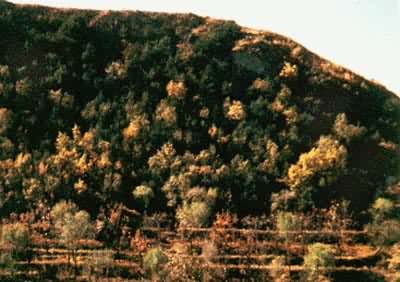 ����ƽ��������Ҷ��