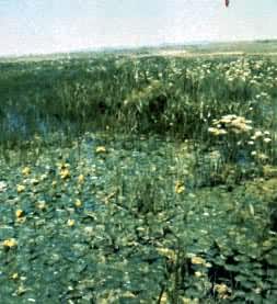 ���ɹŻ��ƴ��ˮ��ֲ�����й���