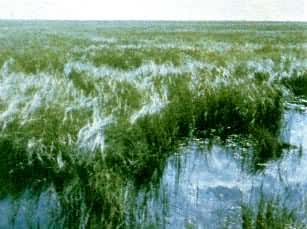 ����������ƽԭë��̦�������й���