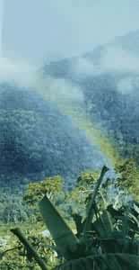 ��³�ز���������ɽ��ֲ����ֱ�ֲ�