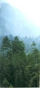 ��³�ز���������ɽ��ֲ����ֱ�ֲ�