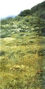 ��³�ز���������ɽ��ֲ����ֱ�ֲ�